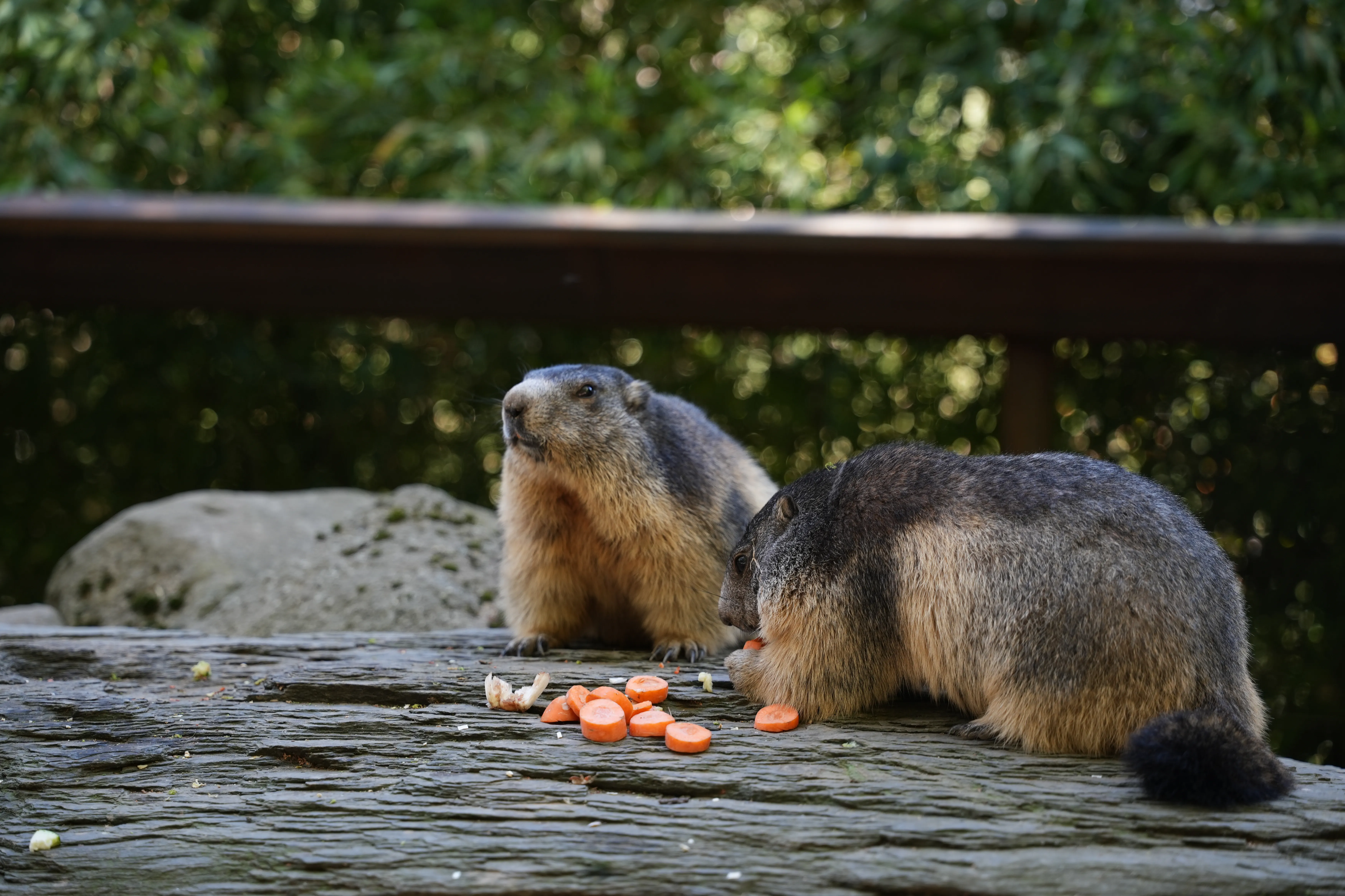 image de marmottes réalisée par Hope's Glow