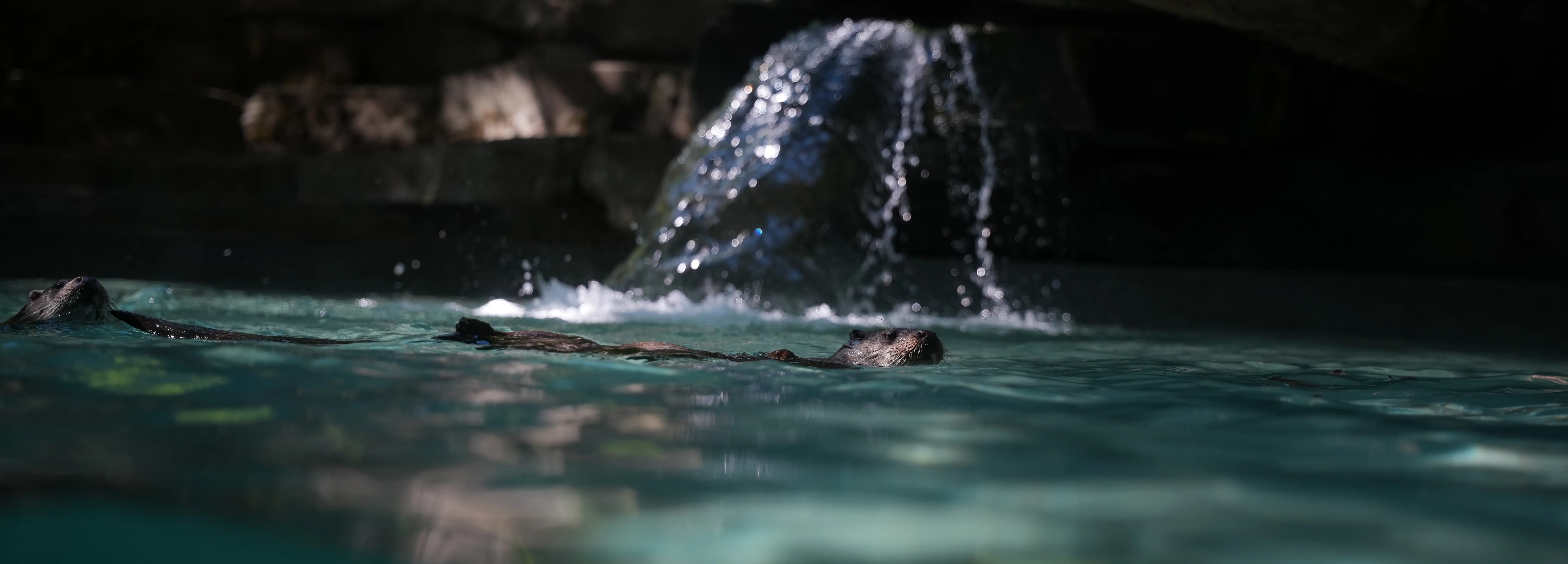 image de loutre d'Europe réalisée par Hope's Glow